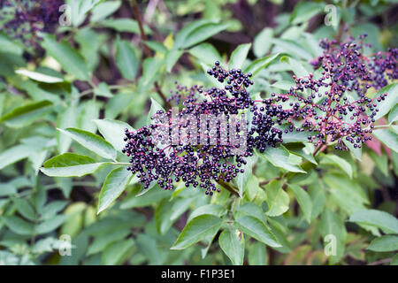 Sambucus nigra. La haie de sureau. Banque D'Images