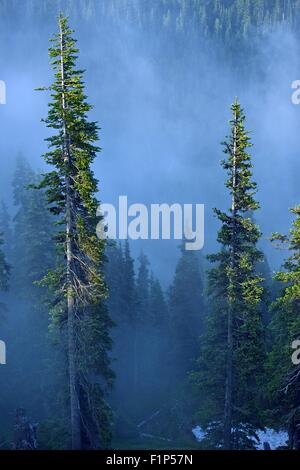 Brouillard dans la forêt. La forêt brumeuse de l'ouragan, la crête de la péninsule Olympique. Olympic National Park, USA. Photo Collection. Banque D'Images