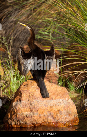 Australasian Darter Anhinga novaehollandiae) (perché sur la roche Harrisdale, Perth, Australie occidentale Banque D'Images