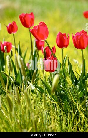 Prairie de printemps avec de l'herbe verte et de tulipes. Belle journée ensoleillée. Collection de Photos de la Nature Banque D'Images