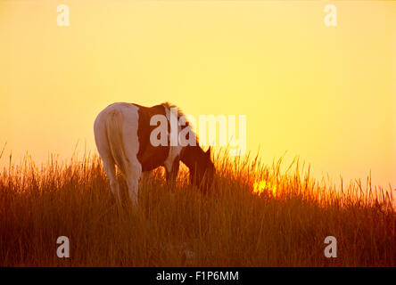Le pâturage de chevaux sauvages au lever du soleil, Chincoteague Island Wildlife Refuge, Virginia, USA Banque D'Images