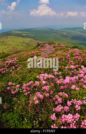 Rhododendron le long sentier des Appalaches, Mount Rogers National Recreation Area, Virginia, USA Banque D'Images