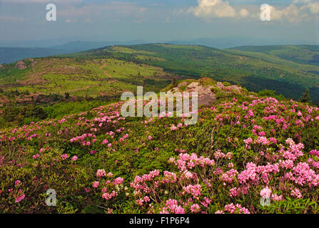 Rhododendron le long sentier des Appalaches, Mount Rogers National Recreation Area, Virginia, USA Banque D'Images