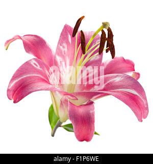 Fleur de lys rose gros plan tête isolé Banque D'Images