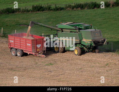 La vidange des moissonneuses-grain dans une remorque, Dorset, UK Banque D'Images