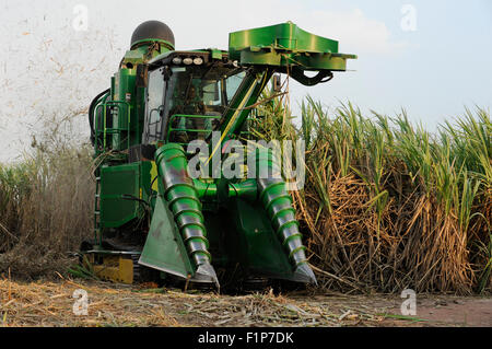 L'ANGOLA , Pòlo Malange PAC Agroindustrial de Capanda, Anchalifinanz Projet, entreprise conjointe du Brésil et de l'état société Angolian Odebrecht Sonangol, la compagnie pétrolière, la canne à sucre la récolte et la moissonneuse-batteuse John Deere Harvester , la canne à sucre est traitée dans une usine de sucre propre à produire du sucre ou le bioéthanol comme carburant Banque D'Images