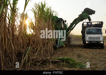 L'ANGOLA , Pòlo Malange PAC Agroindustrial de Capanda, Anchalifinanz Projet, entreprise conjointe du Brésil et de l'état société Angolian Odebrecht Sonangol, la compagnie pétrolière, la canne à sucre la récolte et la moissonneuse-batteuse John Deere Harvester , la canne à sucre est traitée dans une usine de sucre propre à produire du sucre ou le bioéthanol comme carburant Banque D'Images