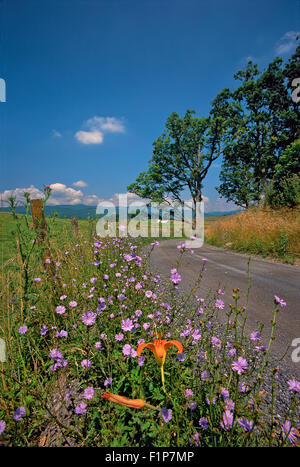 Jour Lilly et les asters le long de la route de gravier dans Swoope, Virginia, USA Banque D'Images