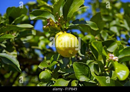 Lemon Tree branches avec des fruits de citron. La Collection de Photos. Banque D'Images