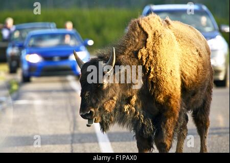 Buffalo sur une route dans le Parc National de Yellowstone, Wyoming, USA. La faune de Yellowstone en photographie. Banque D'Images