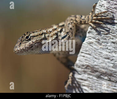 Elkton, Oregon, USA. 12Th Mar, 2015. Clôture de l'ouest un lézard, également connu comme un ventre-Bleu Lézard, s'accroche à un journal sur colline près de Elkton est le sud-ouest de l'Oregon. © Robin/Loznak ZUMA Wire/Alamy Live News Banque D'Images