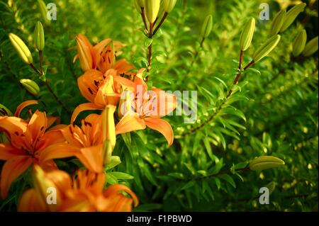 Lys Orange. Collection de Photos de fleurs. Banque D'Images