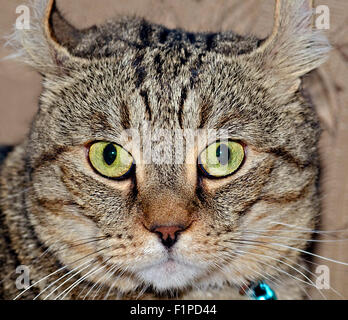 A Highland Lynx chat tigré gris avec une drôle d'expression sur son visage. Banque D'Images