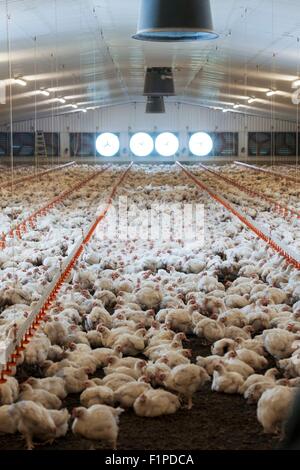 L'alimentation des poules à partir de contenants de plastique dans une grange. Banque D'Images