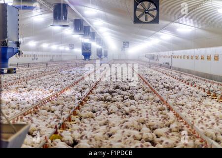 L'alimentation des poules à partir de contenants de plastique dans une grange. Banque D'Images