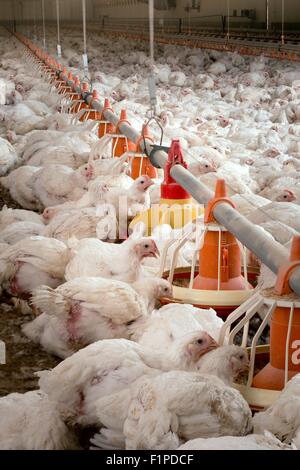 L'alimentation des poules à partir de contenants en plastique. Banque D'Images