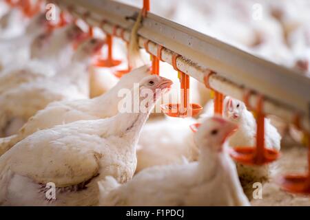 L'alimentation des poules à partir de contenants de plastique, Close up. Banque D'Images