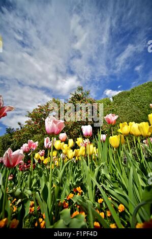 Tulipes Photo verticale Jardin d'été. Belle Journée d'été dans le jardin de tulipes. Collection de Photos de fleurs. Banque D'Images
