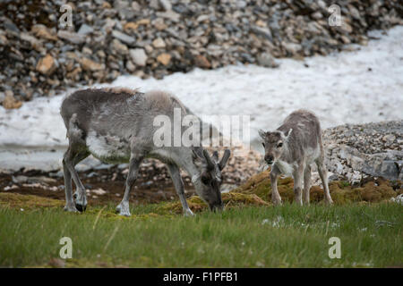 La Norvège, Svalbard, Spitzberg, Trygghamna Alkhornet Fjord, sur le côté nord de l'embouchure de l'Isfjord. Renne du Svalbard. Banque D'Images