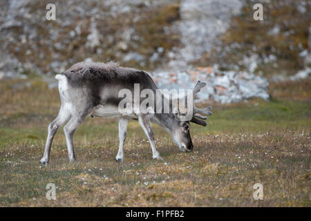 La Norvège, Svalbard, Spitzberg, Trygghamna Alkhornet Fjord, sur le côté nord de l'embouchure de l'Isfjord. Renne du Svalbard. Banque D'Images