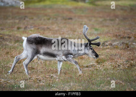 La Norvège, Svalbard, Spitzberg, Trygghamna Alkhornet Fjord, sur le côté nord de l'embouchure de l'Isfjord. Renne du Svalbard. Banque D'Images