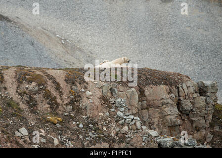 La Norvège, Svalbard, Spitzberg, Ny Alesund. L'ours polaire femelle collier avec cub. Banque D'Images