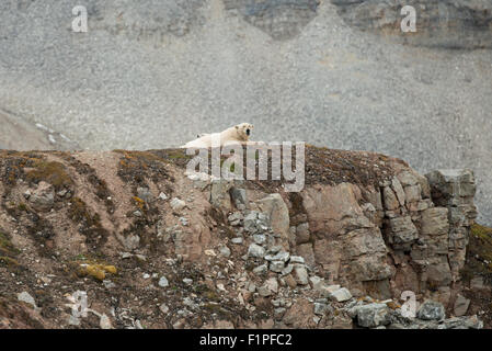 La Norvège, Svalbard, Spitzberg, Ny Alesund. L'ours polaire femelle collier avec cub. Banque D'Images