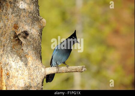 Geai bleu sur l'arbre. Cyanocitta cristata bromia. Oiseau du Colorado. Colorado USA Banque D'Images