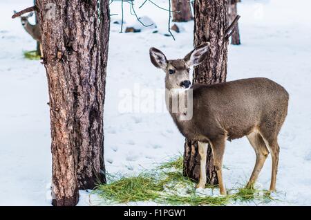 Jeune Cerf mulet en hiver. Nourrir le cerf mulet. Banque D'Images