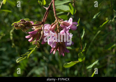 Probablement un Nouveau Mexique (Robinia neomexicana). Trouvé dans la région brûlée de la Las Conchas fire (montagnes Jemez, Nouveau Mexique Banque D'Images