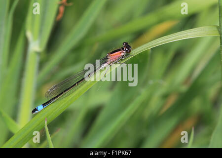 Demoiselle à queue bleue (Ischnura elegans) femelle immature de l'rufescens formulaire, Marsh RSPB Réserve, Marazion, Cornwall, Angleterre Banque D'Images