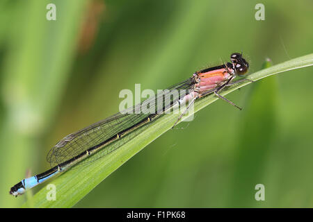 Demoiselle à queue bleue (Ischnura elegans) femelle immature de l'rufescens formulaire, Marsh RSPB Réserve, Marazion, Cornwall, Angleterre Banque D'Images