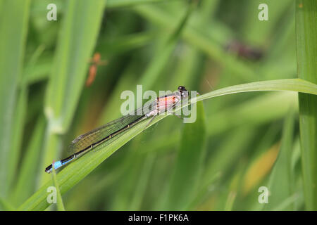 Demoiselle à queue bleue (Ischnura elegans) femelle immature de l'rufescens formulaire, Marsh RSPB Réserve, Marazion, Cornwall, Angleterre Banque D'Images