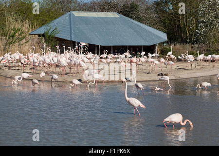 Plus de flamants roses (Phoenicopterus roseus), section d'un troupeau de 260 oiseaux - sur voir pour les visiteurs humains. WWT. Slimbridge, Royaume-Uni. Banque D'Images