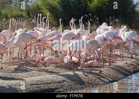 Plus de flamants roses (Phoenicopterus roseus), section d'un troupeau de 260 oiseaux - sur voir pour les visiteurs humains. Slimbridge WILDFOWL & WETLANDS TRUST, Royaume-Uni. Banque D'Images