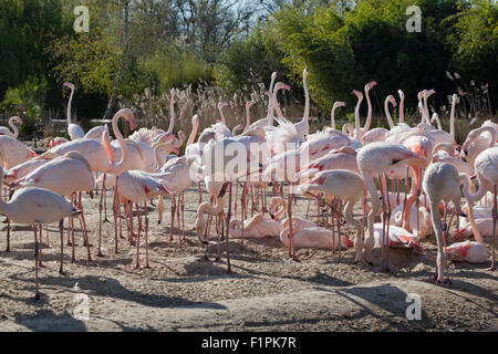 Plus de flamants roses (Phoenicopterus roseus), section d'un troupeau de 260 oiseaux - sur voir pour les visiteurs humains. Slimbridge WILDFOWL & WETLANDS TRUST, Royaume-Uni. Banque D'Images