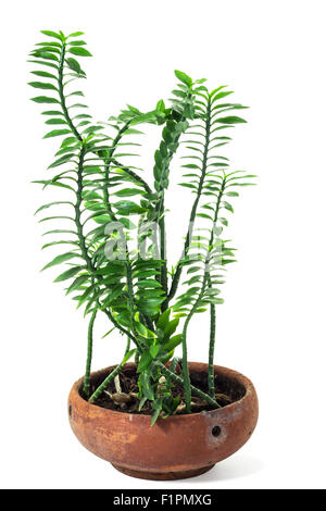 Pedilanthus tithymaloides Nana ou Green Devil's backbone, usine de fines herbes d'isoler sur fond blanc et clipping path Banque D'Images