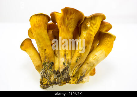 Omphalotus Olearius, spécimens de champignons non comestibles dans les forêts de feuillus Banque D'Images