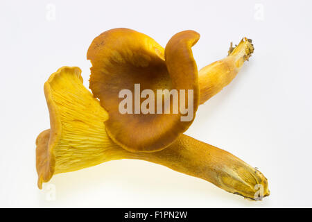 Deux champignons non comestibles, omphalotus Olearius isolé sur fond blanc Banque D'Images