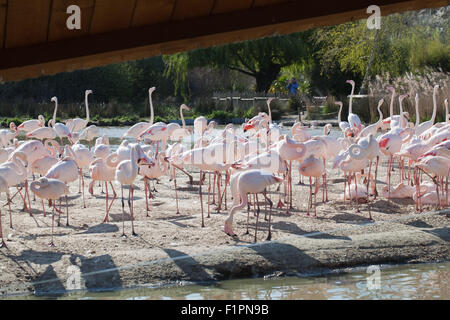 Plus de flamants roses (Phoenicopterus roseus), section d'un troupeau de 260 oiseaux - sur voir pour les visiteurs humains. Slimbridge WILDFOWL & WETLANDS TRUST, Royaume-Uni. Banque D'Images