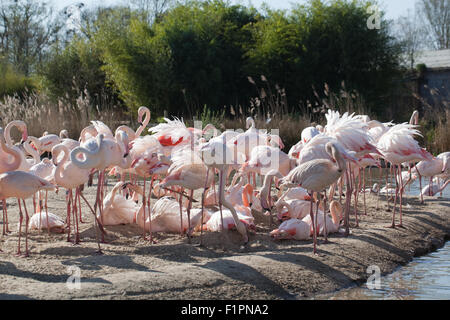 Plus de flamants roses (Phoenicopterus roseus), section d'un troupeau de 260 oiseaux - sur voir pour les visiteurs humains. Slimbridge WILDFOWL & WETLANDS TRUST, Royaume-Uni. Banque D'Images