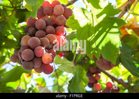 Arbor vigne raisin libre plein de soleil de l'été du soleil, Espagne Banque D'Images