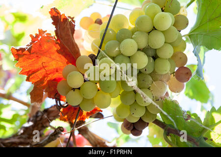 Arbor vigne raisin libre plein de soleil de l'été du soleil, Espagne Banque D'Images