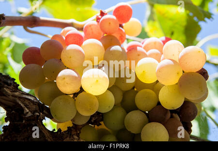 Arbor vigne raisin libre plein de soleil de l'été du soleil, Espagne Banque D'Images