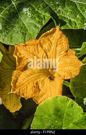 Belle citrouille jaune fleur sur fond de feuilles vertes Banque D'Images
