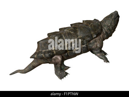 Numérique 3D render of un alligator tortue serpentine isolé sur fond blanc Banque D'Images