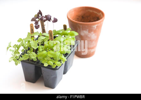 Ocimum basilicum. Les semis de basilic prêt à piquer. Banque D'Images