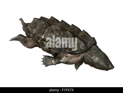 Numérique 3D render of un alligator tortue serpentine isolé sur fond blanc Banque D'Images