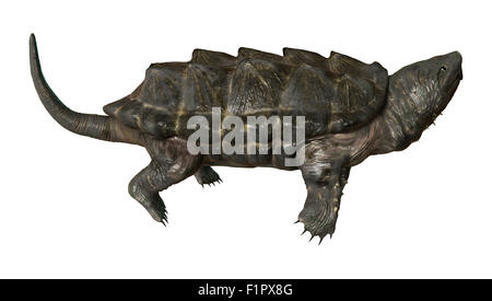 Numérique 3D render of un alligator tortue serpentine isolé sur fond blanc Banque D'Images