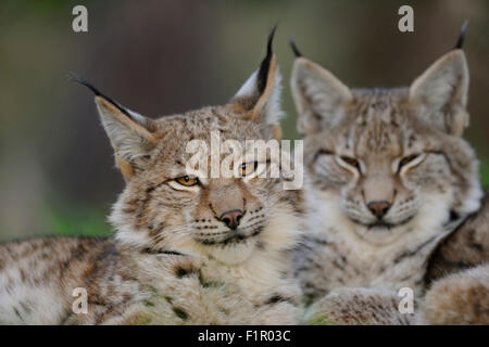 Tête portrait de deux Lynx eurasien / Eurasischer Luchs (Lynx lynx ) fixant les uns à côté des autres. Banque D'Images